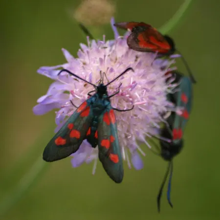 Δωμάτια σε οικογενειακή κατοικία Kalina
