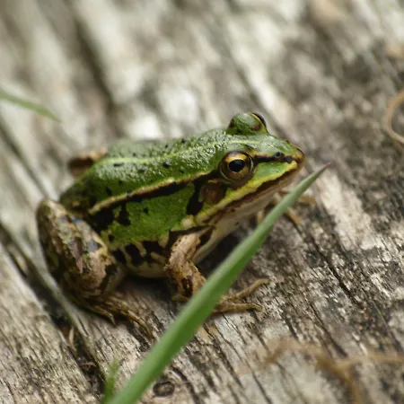 Δωμάτια σε οικογενειακή κατοικία Kalina