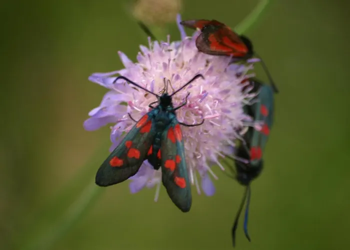 Habitación en casa particular Kalina