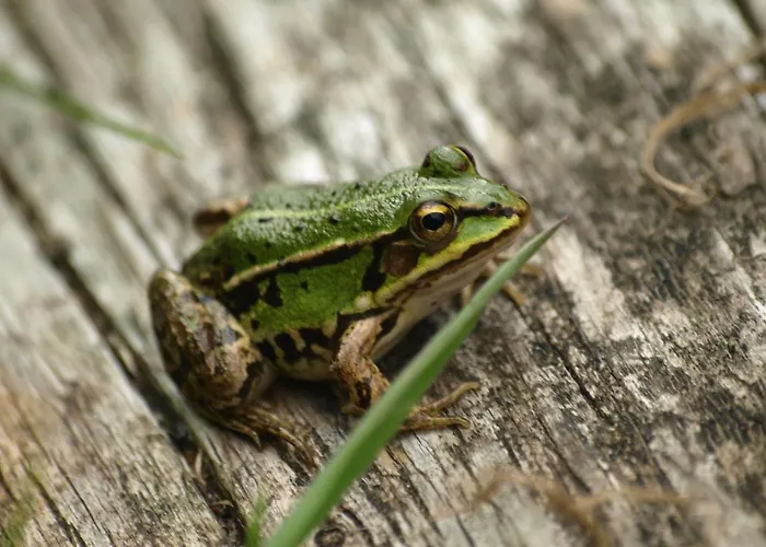 Accommodatie bij particulieren Kalina